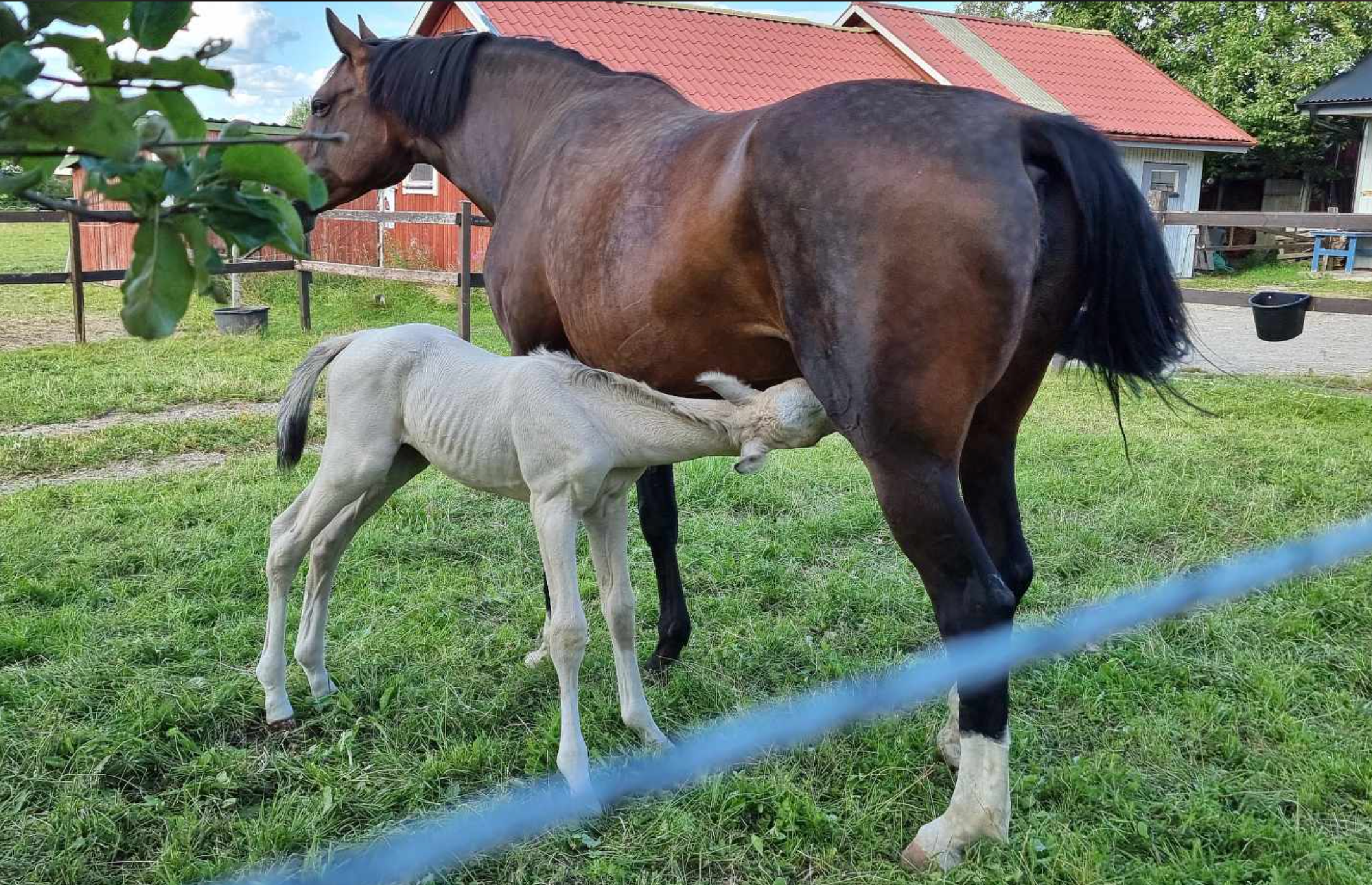 Buckskin Foal
