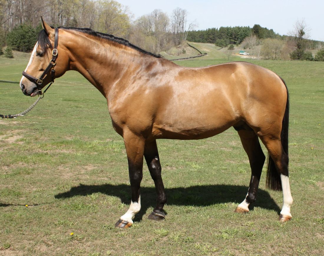 buckskin horse