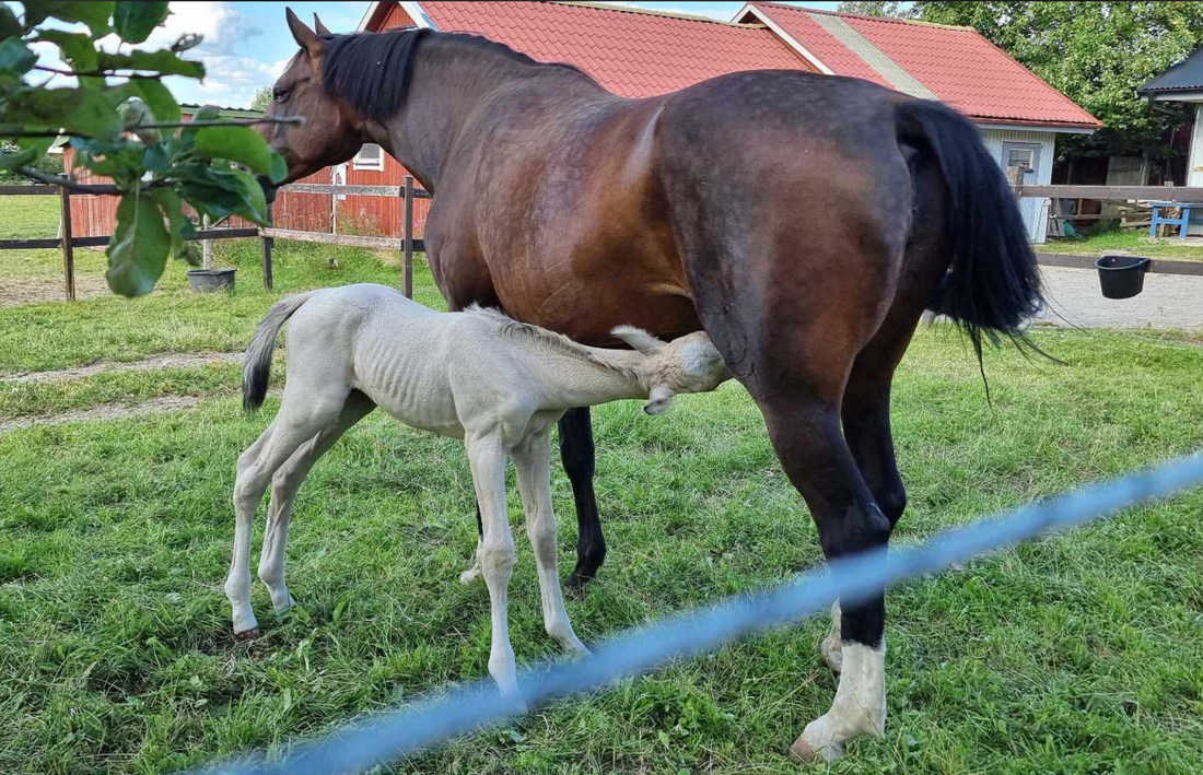 Buckskin Foal