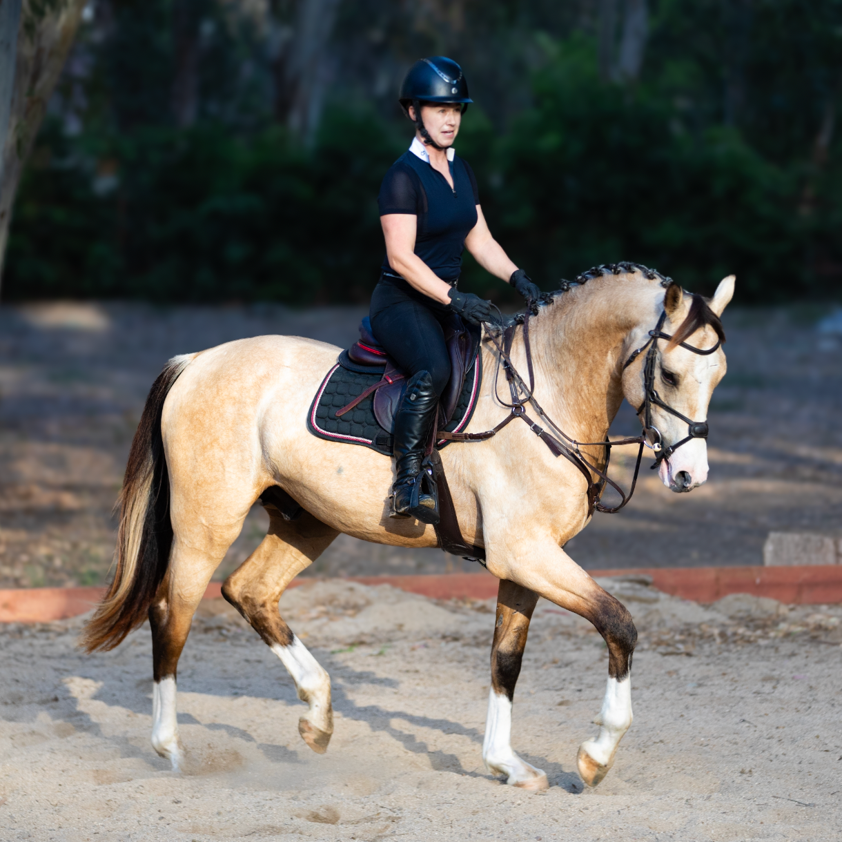 BUCKSKIN STALLION