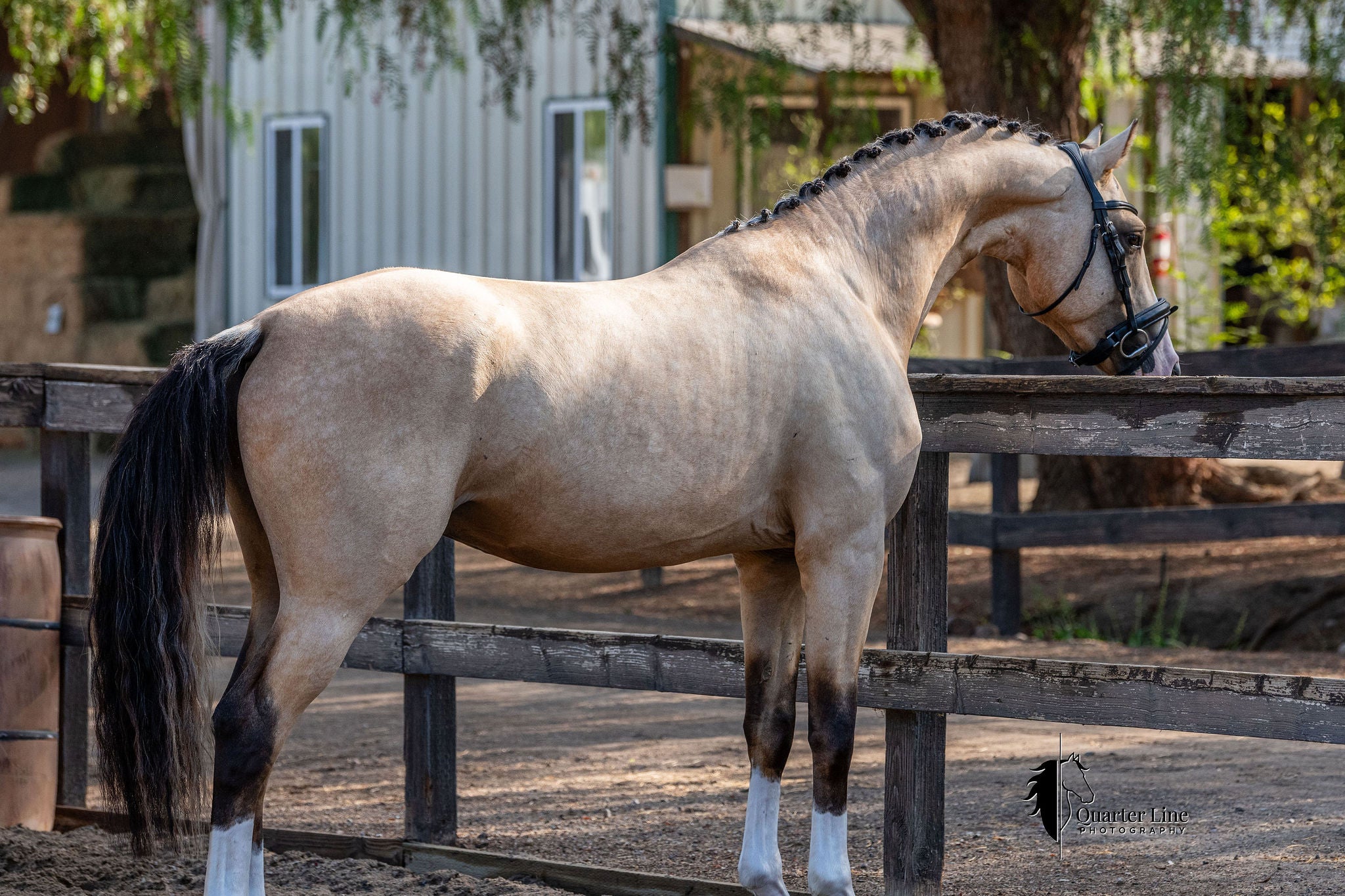 2027 Zapphire Boy Breeding Reservation