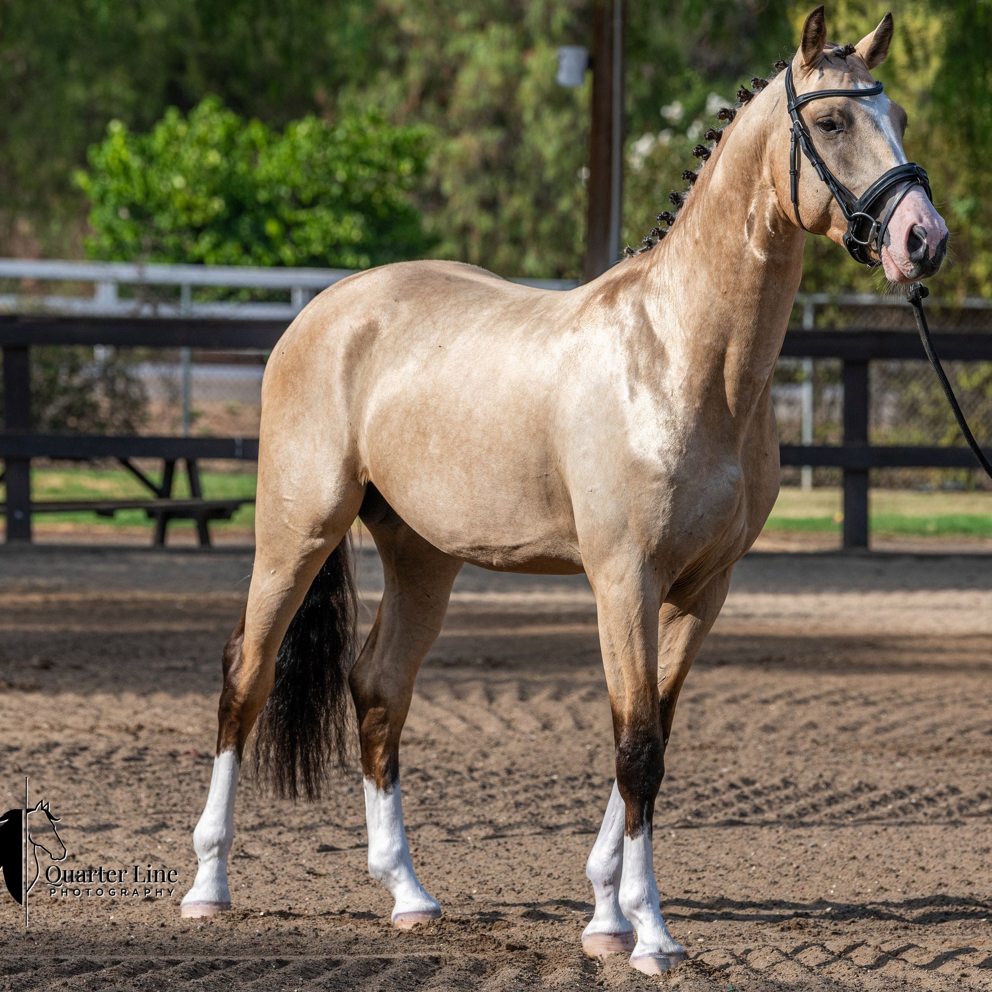 A light tan horse standing in a dirt paddock with a fence and green trees in the background, wearing a black halter and lead rope. A watermark for 'Quilter Farm' is visible in the bottom-left corner.