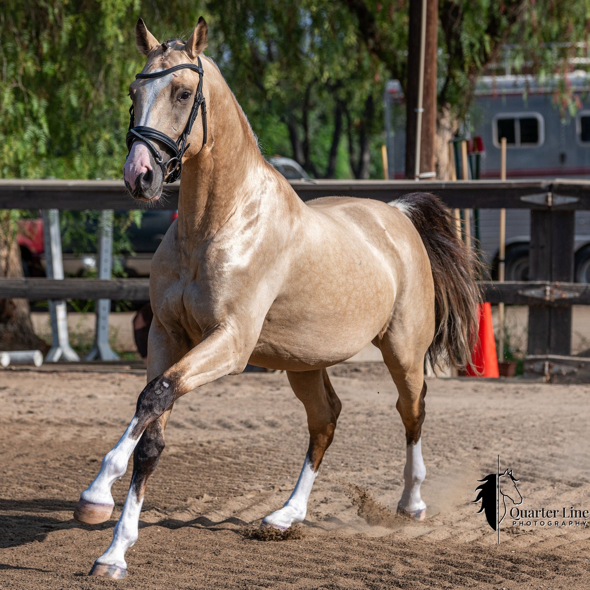 A buckskin horse with white socks and a dark mane running in a sandy outdoor paddock, wearing a black bridle. Trees, fencing, and vehicles are visible in the background.