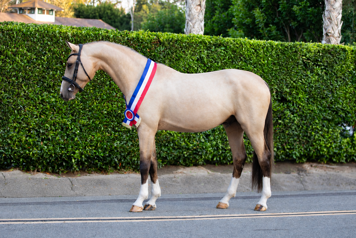 Zapphire Boy | Holsteiner Licensed Stallion
