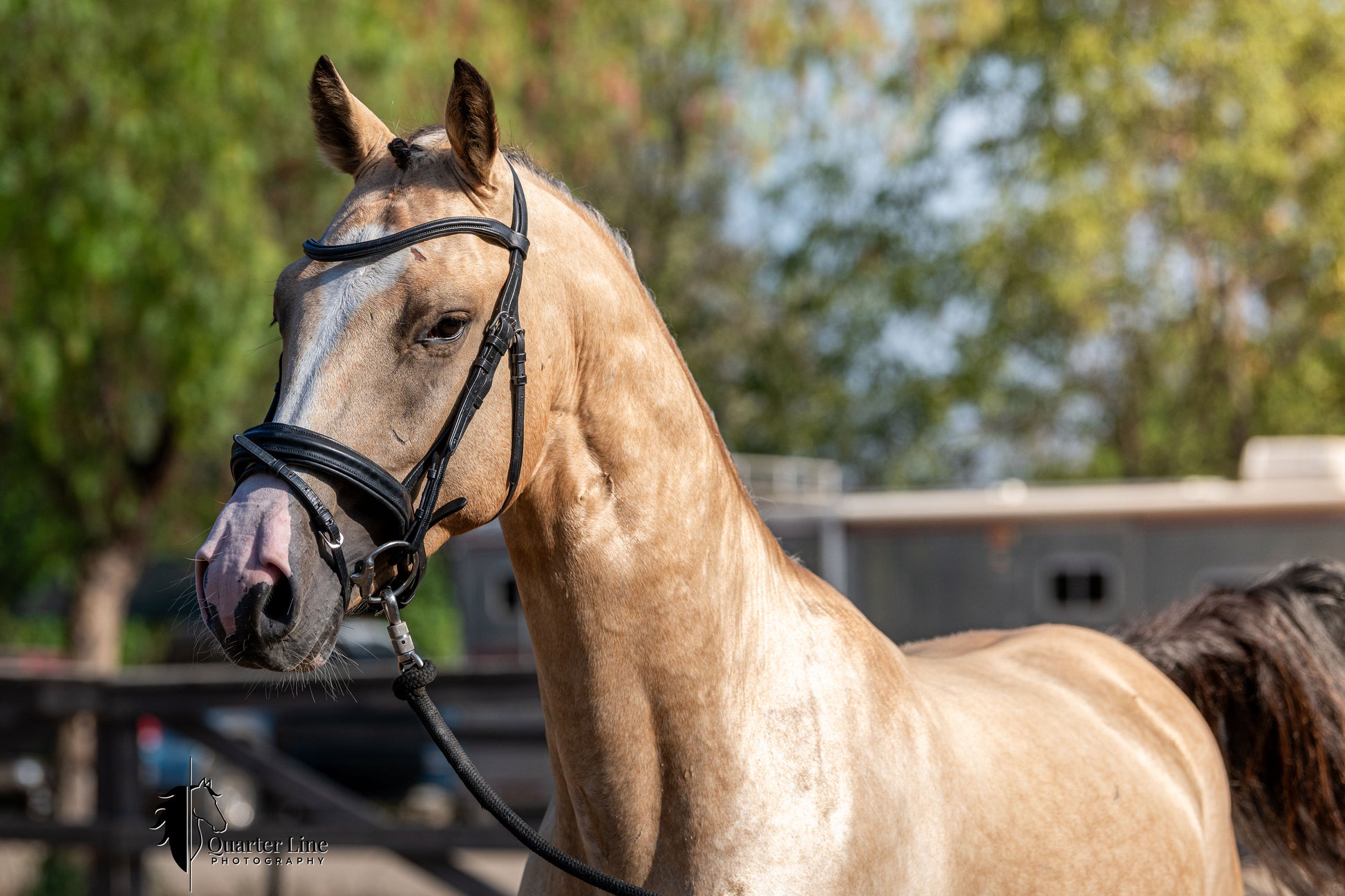 A buckskin horse wearing a black horse bridle and reins, photographed outdoors with blurred trees and stable structures in the background.