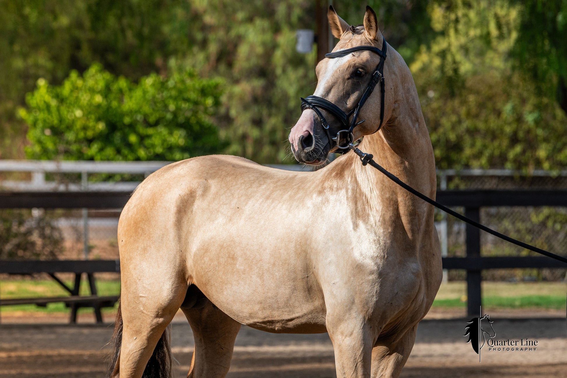 A buckskin stallion standing in profile outdoors on a dirt paddock with green trees and fencing in the background. The horse is wearing a black halter and lead rope, and a watermark for 'Blackfin Photography' is visible in the bottom right corner.